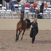 2012 Scottsdale Show | Days 1 & 2