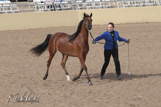 2012 Scottsdale Show | Days 1 & 2