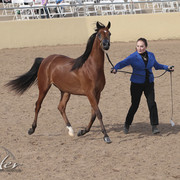 2012 Scottsdale Show | Days 1 & 2