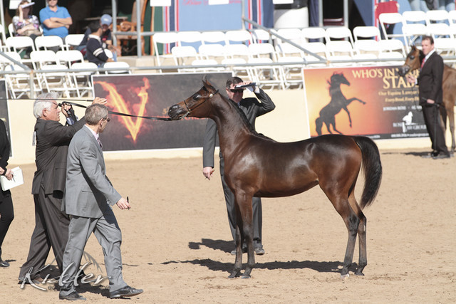 2012 Scottsdale Show | Days 1 & 2