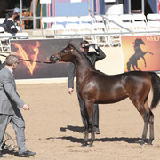 2012 Scottsdale Show | Days 1 & 2