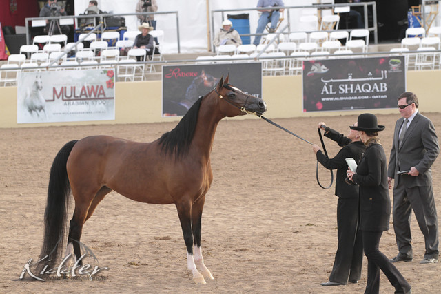 2012 Scottsdale Show | Days 1 & 2
