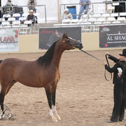 2012 Scottsdale Show | Days 1 & 2