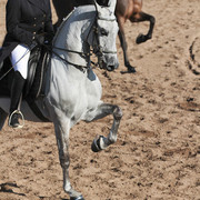 2012 Scottsdale Show | Days 1 & 2