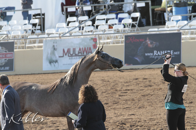 2012 Scottsdale Show | Days 1 & 2