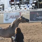 2012 Scottsdale Show | Days 1 & 2