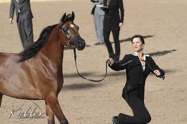 2012 Scottsdale Show | Days 1 & 2