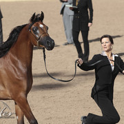 2012 Scottsdale Show | Days 1 & 2