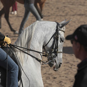 2012 Scottsdale Show | Days 1 & 2