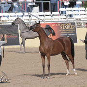 2012 Scottsdale Show | Days 1 & 2