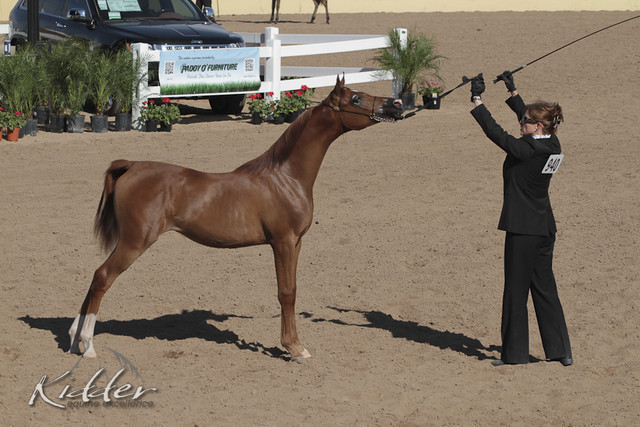 2012 Scottsdale Show | Days 1 & 2