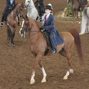 2012 Scottsdale Show | Days 1 & 2