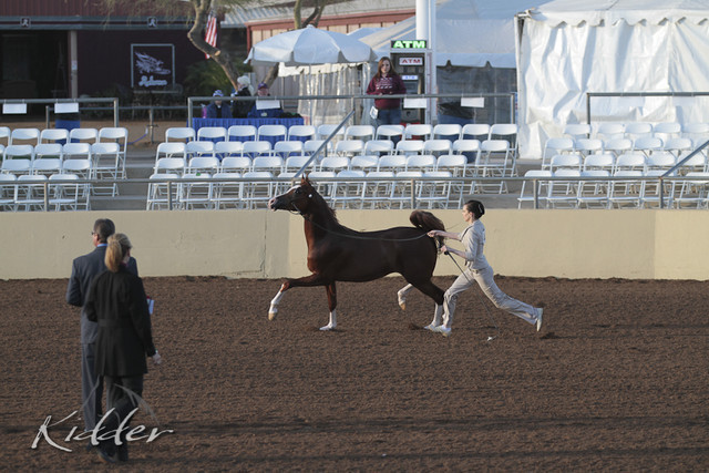 2012 Scottsdale Show | Days 1 & 2