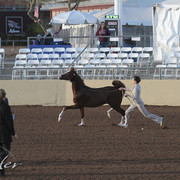 2012 Scottsdale Show | Days 1 & 2