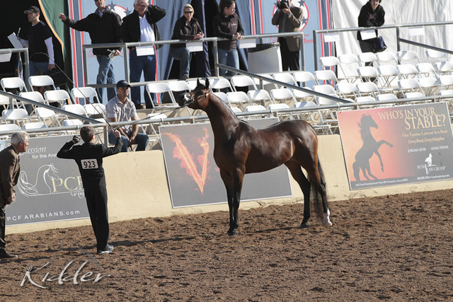 2012 Scottsdale Show | Days 1 & 2