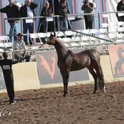 2012 Scottsdale Show | Days 1 & 2