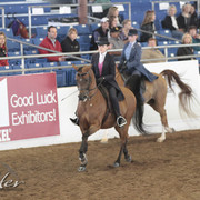 2012 Scottsdale Show | Days 1 & 2