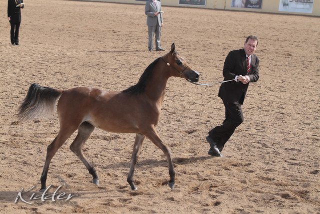 2012 Scottsdale Show | Days 1 & 2