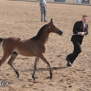 2012 Scottsdale Show | Days 1 & 2