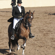 2012 Scottsdale Show | Days 1 & 2