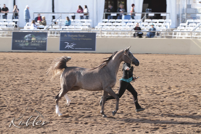 2012 Scottsdale Show | Days 1 & 2