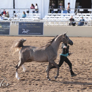 2012 Scottsdale Show | Days 1 & 2