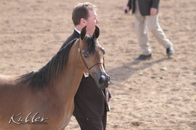 2012 Scottsdale Show | Days 1 & 2