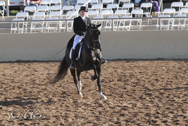 2012 Scottsdale Show | Days 1 & 2