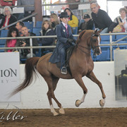 2012 Scottsdale Show | Days 1 & 2
