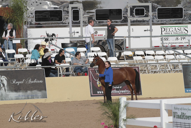 2012 Scottsdale Show | Days 1 & 2