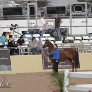 2012 Scottsdale Show | Days 1 & 2