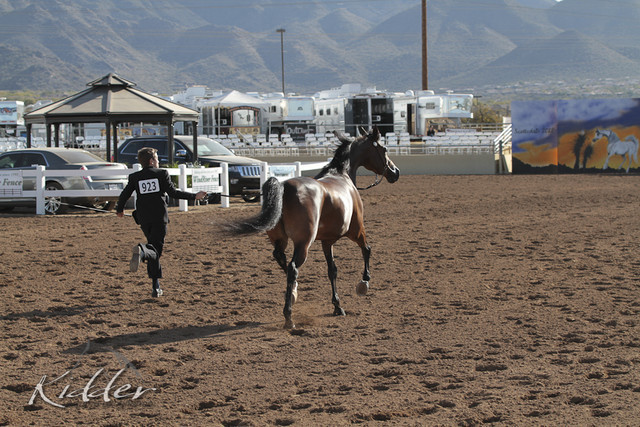 2012 Scottsdale Show | Days 1 & 2