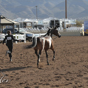 2012 Scottsdale Show | Days 1 & 2