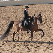 2012 Scottsdale Show | Days 1 & 2