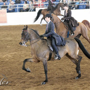 2012 Scottsdale Show | Days 1 & 2