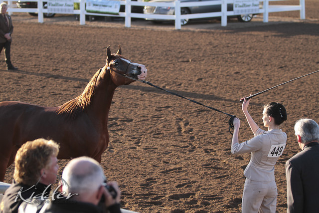 2012 Scottsdale Show | Days 1 & 2