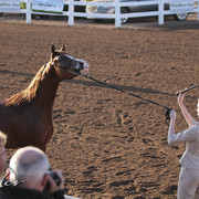 2012 Scottsdale Show | Days 1 & 2