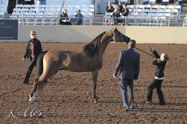 2012 Scottsdale Show | Days 1 & 2