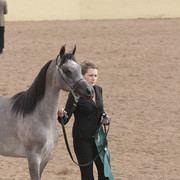 2012 Scottsdale Show | Days 1 & 2