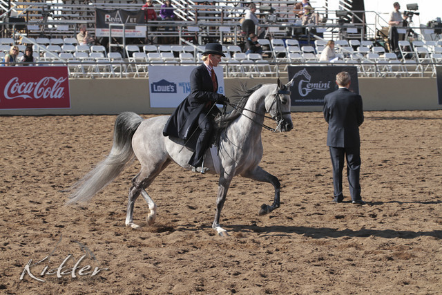 2012 Scottsdale Show | Days 1 & 2
