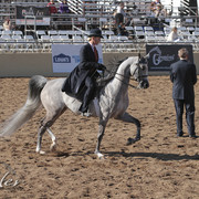 2012 Scottsdale Show | Days 1 & 2