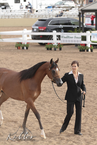 2012 Scottsdale Show | Days 1 & 2