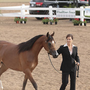 2012 Scottsdale Show | Days 1 & 2