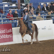 2012 Scottsdale Show | Days 1 & 2