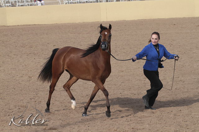 2012 Scottsdale Show | Days 1 & 2