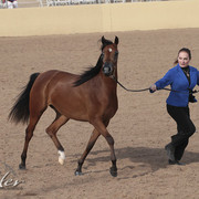 2012 Scottsdale Show | Days 1 & 2