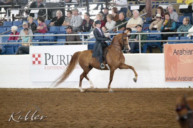 2012 Scottsdale Show | Days 1 & 2