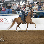 2012 Scottsdale Show | Days 1 & 2