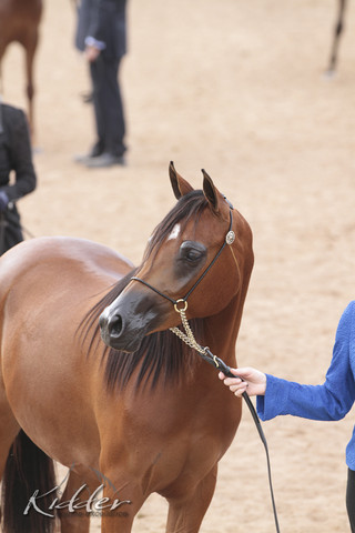 2012 Scottsdale Show | Days 1 & 2