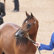 2012 Scottsdale Show | Days 1 & 2